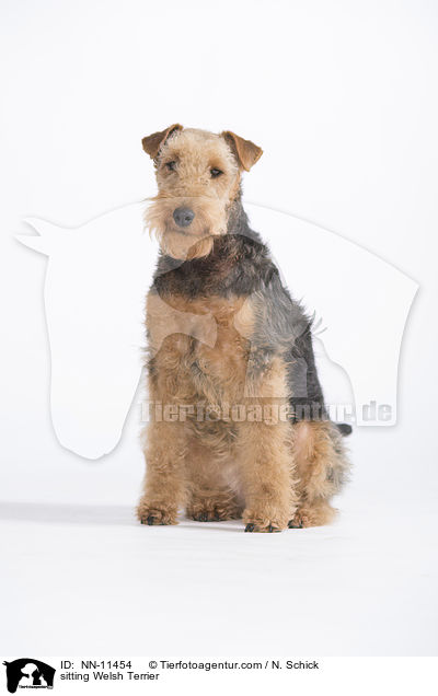 sitting Welsh Terrier / NN-11454