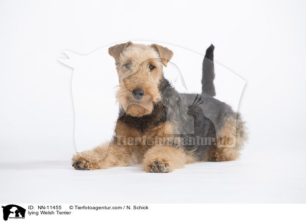 lying Welsh Terrier / NN-11455