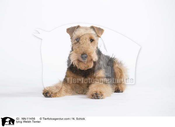 lying Welsh Terrier / NN-11456