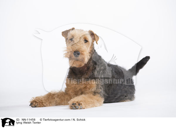 lying Welsh Terrier / NN-11458