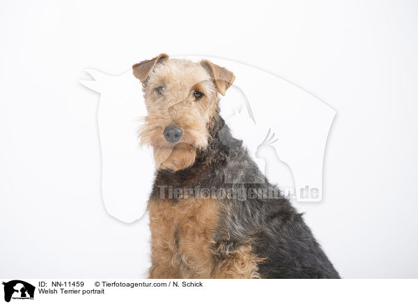 Welsh Terrier portrait / NN-11459
