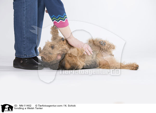 fondling a Welsh Terrier / NN-11462