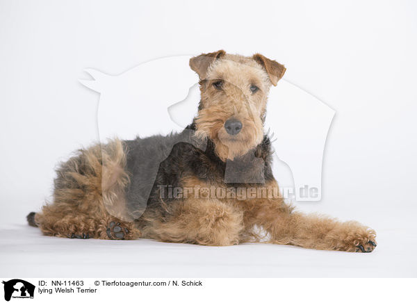 lying Welsh Terrier / NN-11463