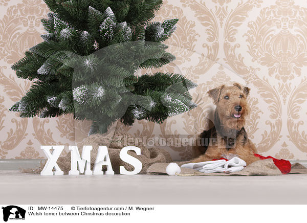 Welsh terrier between Christmas decoration / MW-14475