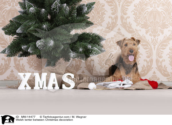 Welsh terrier between Christmas decoration / MW-14477
