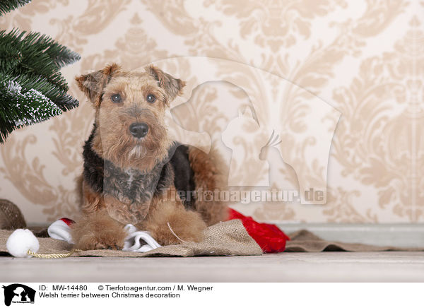 Welsh terrier between Christmas decoration / MW-14480