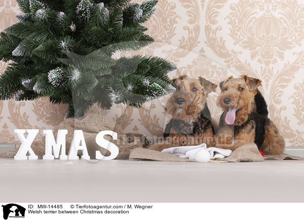 Welsh terrier between Christmas decoration / MW-14485