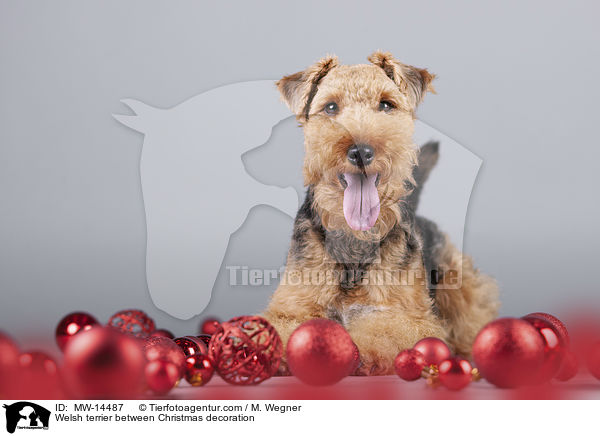 Welsh terrier between Christmas decoration / MW-14487