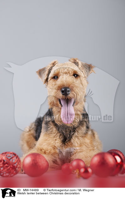 Welsh terrier between Christmas decoration / MW-14489