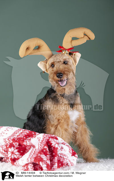 Welsh terrier between Christmas decoration / MW-14494