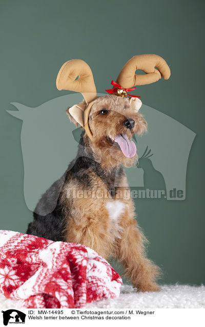 Welsh terrier between Christmas decoration / MW-14495