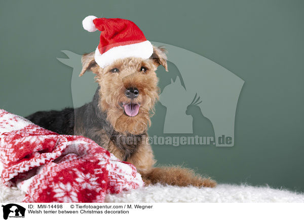 Welsh terrier between Christmas decoration / MW-14498