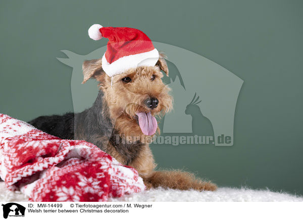 Welsh terrier between Christmas decoration / MW-14499
