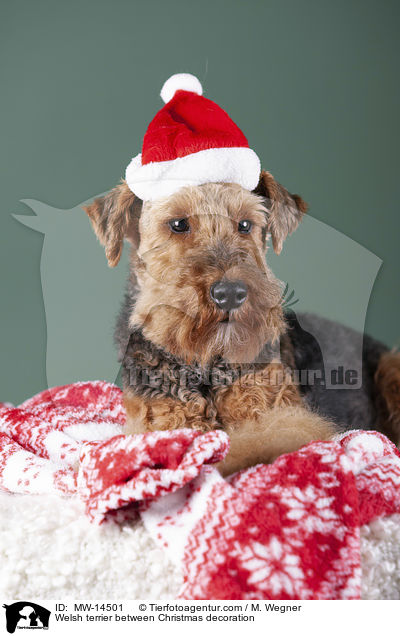 Welsh terrier between Christmas decoration / MW-14501