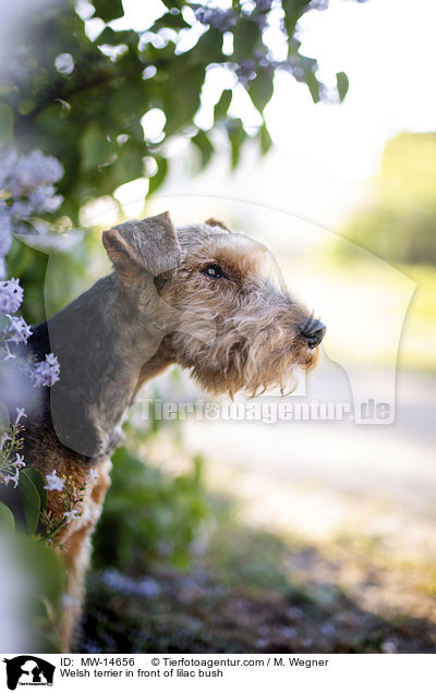 Welsh terrier in front of lilac bush / MW-14656