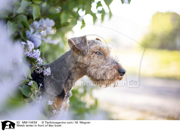 Welsh terrier in front of lilac bush / MW-14658