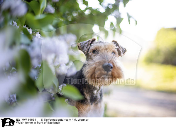 Welsh terrier in front of lilac bush / MW-14664