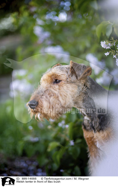 Welsh terrier in front of lilac bush / MW-14666