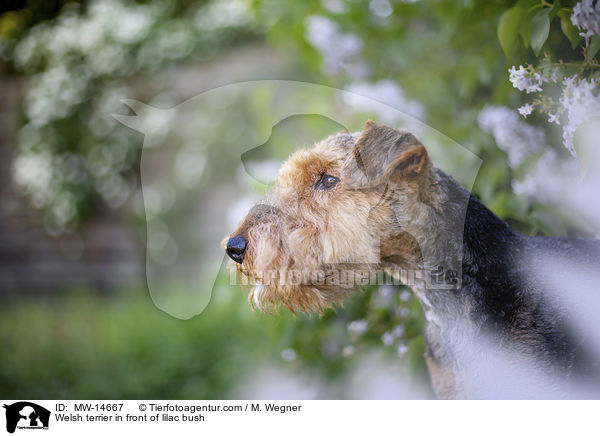 Welsh terrier in front of lilac bush / MW-14667