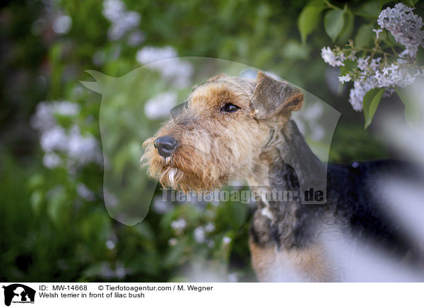 Welsh terrier in front of lilac bush / MW-14668