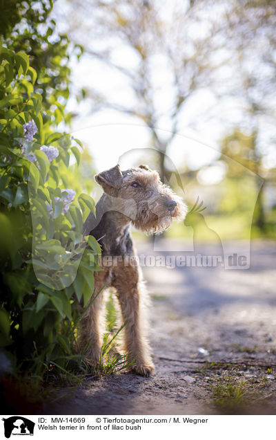Welsh terrier in front of lilac bush / MW-14669