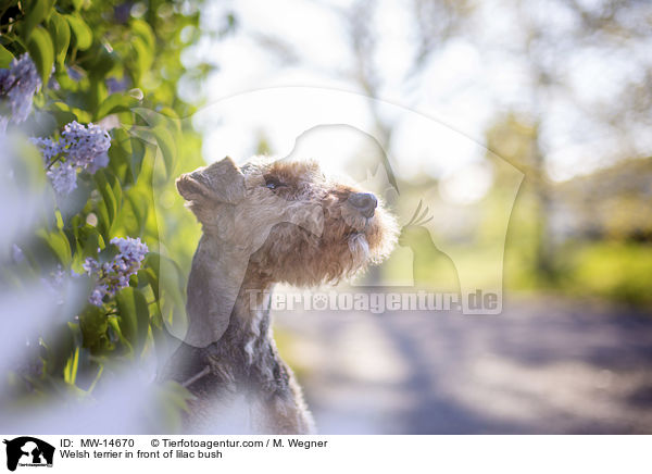 Welsh terrier in front of lilac bush / MW-14670