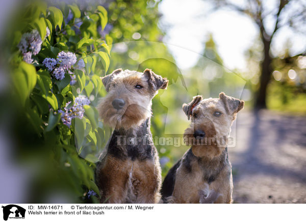 Welsh terrier in front of lilac bush / MW-14671