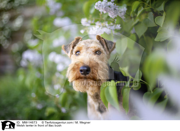 Welsh terrier in front of lilac bush / MW-14673