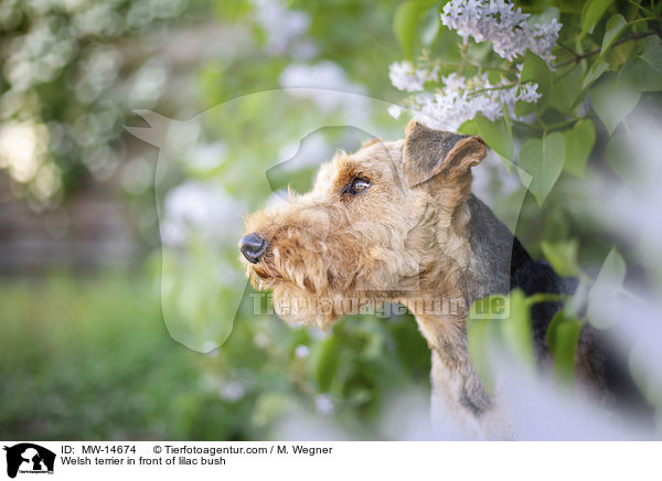 Welsh terrier in front of lilac bush / MW-14674