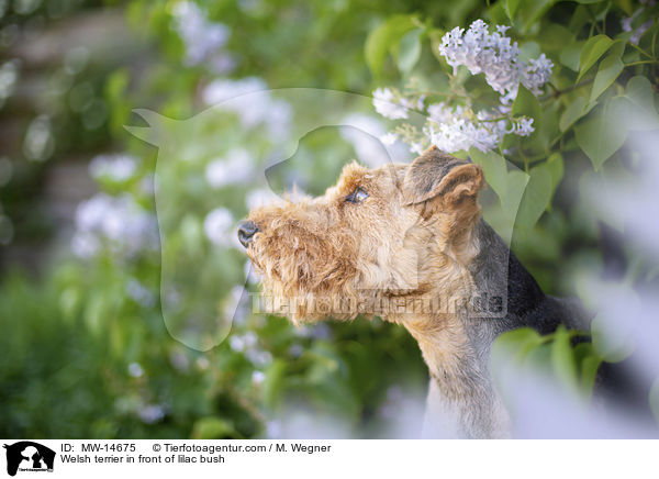 Welsh terrier in front of lilac bush / MW-14675