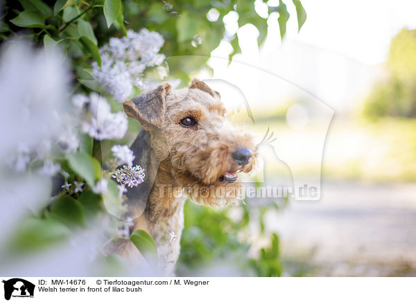 Welsh terrier in front of lilac bush / MW-14676