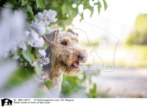 Welsh terrier in front of lilac bush / MW-14677