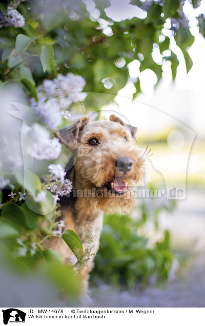 Welsh terrier in front of lilac bush / MW-14678