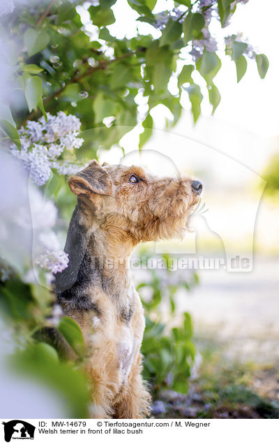 Welsh terrier in front of lilac bush / MW-14679