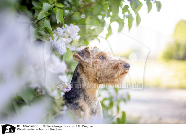 Welsh terrier in front of lilac bush / MW-14680