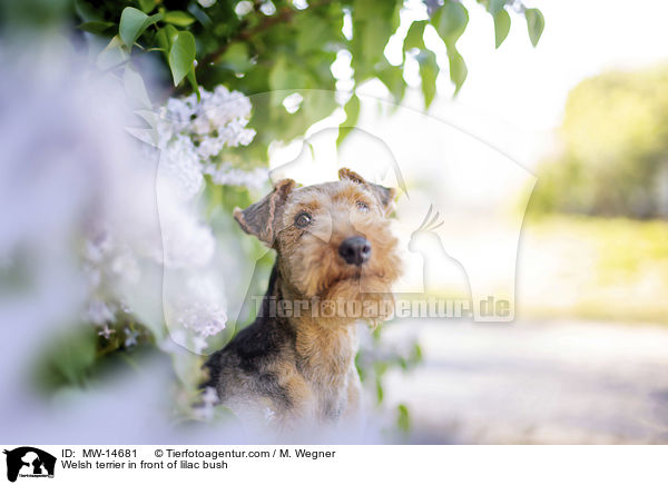 Welsh terrier in front of lilac bush / MW-14681