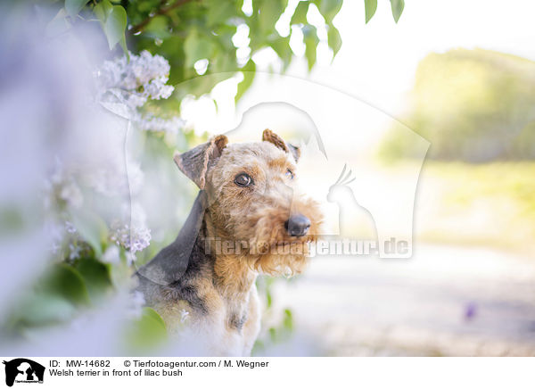 Welsh terrier in front of lilac bush / MW-14682
