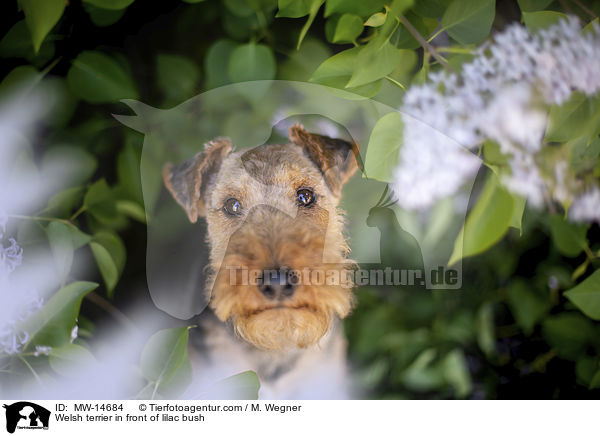 Welsh terrier in front of lilac bush / MW-14684