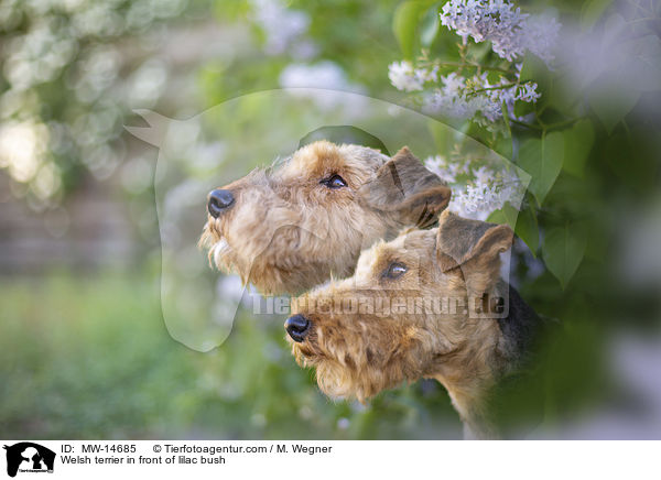 Welsh terrier in front of lilac bush / MW-14685