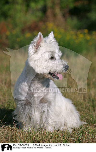 sitting West Highland White Terrier / RR-00331