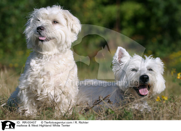 maltese & West Highland White Terrier / RR-00407