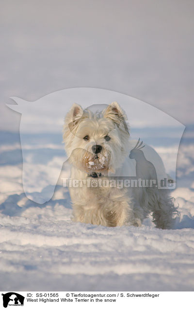 West Highland White Terrier in the snow / SS-01565