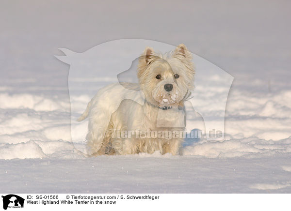 West Highland White Terrier in the snow / SS-01566