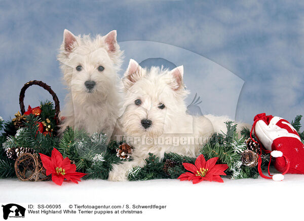 West Highland White Terrier puppies at christmas / SS-06095