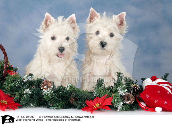 West Highland White Terrier puppies at christmas / SS-06097