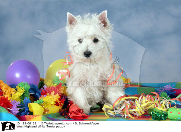 West Highland White Terrier puppy / SS-06128