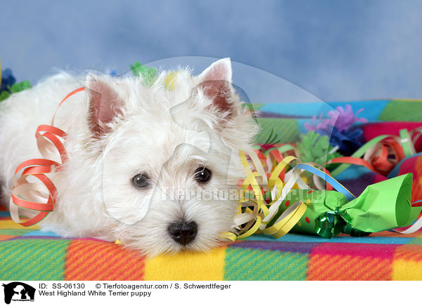 West Highland White Terrier puppy / SS-06130