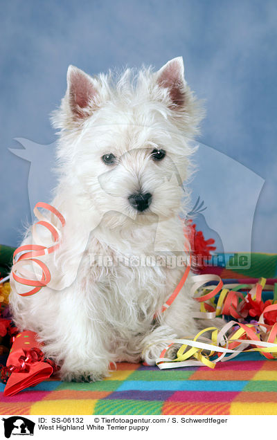 West Highland White Terrier puppy / SS-06132