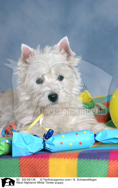 West Highland White Terrier puppy / SS-06136