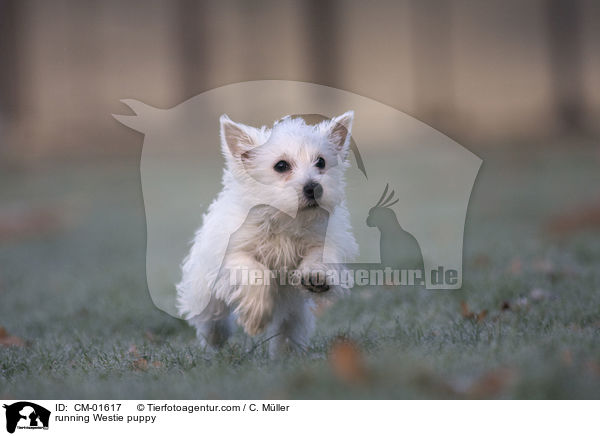 rennender West Highland White Terrier Welpe / running Westie puppy / CM-01617